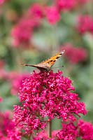 Centranthus ruber 'Coccineus' - Red Valerian - in flower with Small Tortoiseshell butterfly  - Aglais urticae