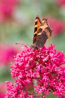 Centranthus ruber 'Coccineus' - Red Valerian - in flower with Small Tortoiseshell butterfly - Aglais urticae