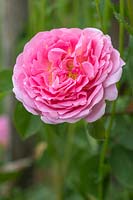 Rosa 'Constance Spry' - English Climbing Rose