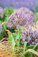Allium cristophii in bed with grass-like foliage plant