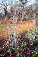 Bare stems of Acer tegmentosum 'Valley Phantom' contrasting with stems of Cornus sanguinea 'Midwinter Fire', with bergenia in foreground.