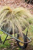 A wheelbarrow filled with mixed grasses 