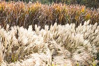 Autumnal grasses at Central Park Nurseries, Italy.