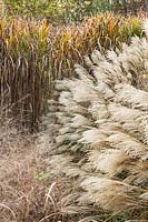 Ornamental autumnal grasses at Central park Nurseries. Italy