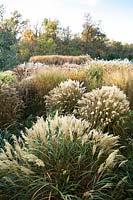 Ornamental grasses at Central Park Nurseries, Italy.
