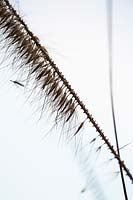 Pennisetum orientale - Oriental fountain grass dried seed head