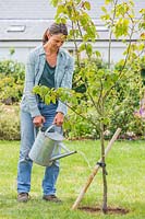 Woman using galvanised metal watering can to water around the base of a Quince tree 'Vranja'. 