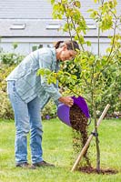 Woman mulching a quince tree 'Vranja' by adding a trug full of bark chippings around the base. 