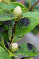 Camellia leaves showing sooty mould problem caused by Scale Insect