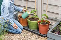 Woman using a jug to give equal measures of water to newly-planted Tomato plants in different pots: terracotta, glazed and plastic