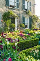 View over beds edged with Buxus - Box - and filled with Erysimum - Wallflower and Tulipa - Tulip to house entrance with climbers over metal porch, topiary in pots 