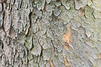 Pinus gerardiana - Chilgoza Pine - detail of bark 