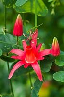 Passiflora murucuja - Passion Flower