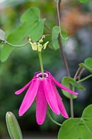Passiflora reflexiflora - Passion Flower