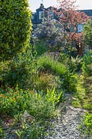 View of a long narrow town garden in Cambridge. Serpentine path, Cercis canadensis 'Forest Pansy', lavenders, foxgloves, Solanum crispum, grasses and poppies