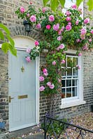 Rosa 'Constance Spry' trained over front door of terraced house.