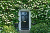Black front door surrounded by Hydrangea anomala subsp. petiolaris. Cast iron urns. 