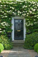 Black front door surrounded by Hydrangea anomala subsp. petiolaris. Stone steps. Cast iron urns.