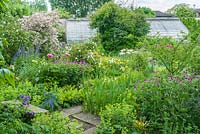 View of walled garden with wide range of herbaceous perennials including: Iris, Geraniums, Paeonia, Alchemilla, Hemerocallis and Delphinium, shrubs hiding greenhouse beyond 