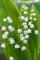 Convallaria majalis - Lily-of-the-Valley