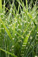 Miscanthus sinensis 'Zebrinus' - Zebra grass