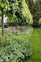 The Pleached Lime Walk with Allium 'Gladiator'. 