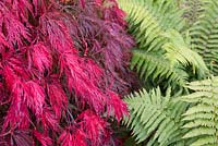 Acer palmatum 'Inaba-shidare' and Polystichum setiferum - Japanese Maple and and soft shield fern