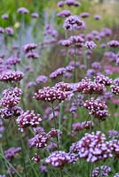 Verbena bonariensis - Purple top