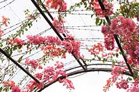 Flowering Bougainvillea glabra vines, growing underneath white shade cloth on a curved metal trellis