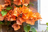 Detail of a Bougainvillea glabra, 'Orange Glory', vine with showy orange bracts growing next to a brick wall
