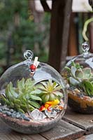 Two glass globe planters displayed on a timber bench with succulents, a plastic frog and crystals