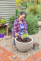Woman planting a potted Courgette 'Ambassador' into a vegetable planter
