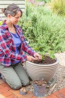 Woman sowing Calendula seeds beside a Courgette plant in a planter