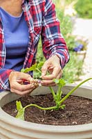 Woman planting Calendula seeds beside Courgette in a vegetable planter