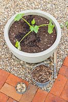 Overview of a recently-planted Courgette in a vegetable planter with Calendula seed on surface