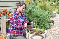 Woman adding layer of wood chippings to act as a mulch to a vegetable planter