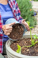 Woman adding layer of wood chippings to act as a mulch to a vegetable planter