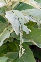 The Mullein caterpillar on Stachys leaves