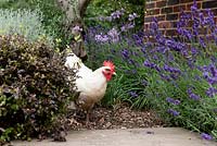 A chicken has free range to explore the shrub bed 