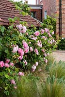 Rosa 'Constance Spry' - Climbing English Rose - growing against outbuilding with underplanting of Stipa tenuissima 