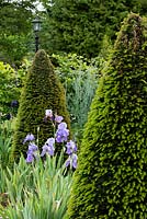 Bed with Iris and Taxus - Yew - topiary cones or pyramids