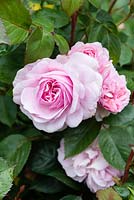 Rosa 'Queen of Sweden' - English Rose