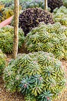 Euphorbia x martinii 'Ascot Rainbow' - Spurge 