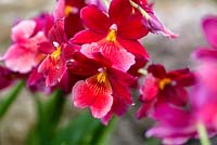Cambria 'Nelly Isler' - Orchid 