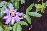 Passiflora 'Betty Myles Young' - Passion flower 'Betty Myles Young'