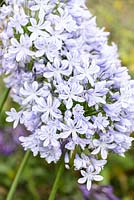 Agapanthus 'Summer Days' - African Lily 'Summer Days' 