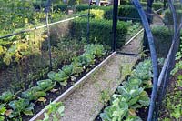 Walk-in vegetable cage with netting to prevent damage to Brassica - Cabbage - from pigeons or caterpillars