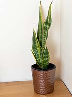 Sansevieria trifasciata - mother in laws tongue 