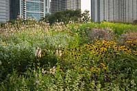 Large scale prairie-style planting with skyscrappers behind. Plants include: Pycnanthemum muticum, Veronicastrum virginicum and Rudbeckia fulgida