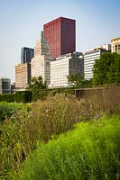 Panicum virgatum 'Shenandoah' - Red Switch Grass - with other perennials in a prairie planting with skyscrapers in the background